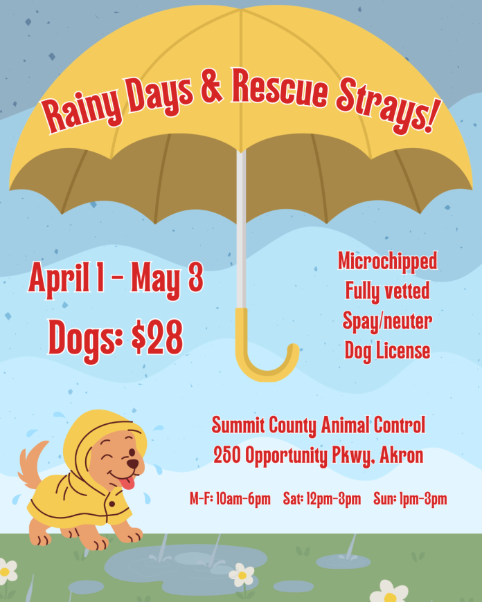 Rainy Days & Rescue Strays: $28 Dog Adoptions in Summit County